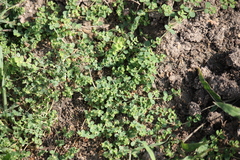 Euphorbia serpens